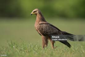 Attēlu rezultāti vaicājumam “Aquila pomarina”