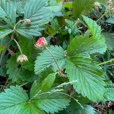 Attēlu rezultāti vaicājumam “Fragaria vesca leaf”