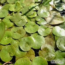 Attēlu rezultāti vaicājumam “Hydrocharis morsus-ranae fruit”