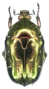 Attēlu rezultāti vaicājumam “Liocola lugubris”