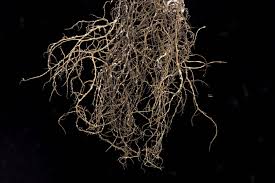 Attēlu rezultāti vaicājumam “Bryoria capillaris”