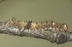 Attēlu rezultāti vaicājumam “Catocala sponsa”