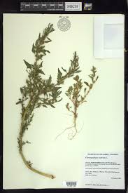 Attēlu rezultāti vaicājumam “Chenopodium rubrum”