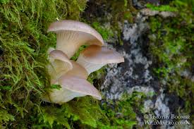 Attēlu rezultāti vaicājumam “Pleurotus ostreatus”