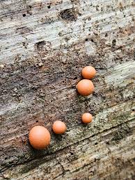 Attēlu rezultāti vaicājumam “Lycogala cf. convexum young”