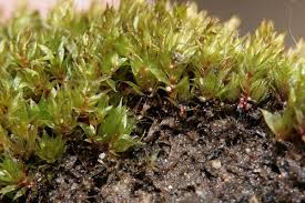 Attēlu rezultāti vaicājumam “Bryum rubens”