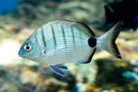Image result for Diplodus cadenati
