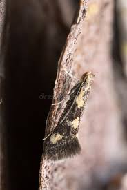 Attēlu rezultāti vaicājumam “Denisia similella”