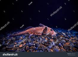 Image result for Hydrolagus colliei