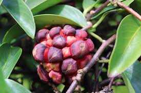 Attēlu rezultāti vaicājumam “Carex diandra fruit”