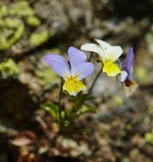 Attēlu rezultāti vaicājumam “Viola tricolor subsp. curtisii leaf”