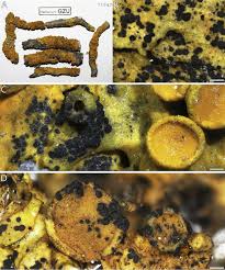 Attēlu rezultāti vaicājumam “Xanthoria parietina”