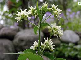 Attēlu rezultāti vaicājumam “Vincetoxicum hirundinaria fruit”