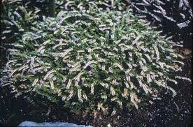 Attēlu rezultāti vaicājumam “Calluna vulgaris leaf”