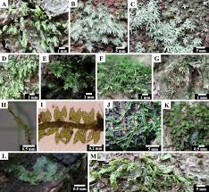 Attēlu rezultāti vaicājumam “Acrocarpous mosses”