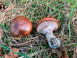 Attēlu rezultāti vaicājumam “Suillus luteus”