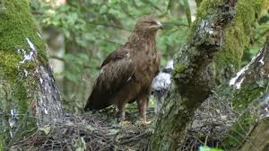 Attēlu rezultāti vaicājumam “Aquila pomarina”