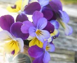 Attēlu rezultāti vaicājumam “Viola tricolor subsp. curtisii bud”