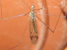 Attēlu rezultāti vaicājumam “Limoniidae”