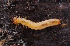 Attēlu rezultāti vaicājumam “Schizotus pectinicornis”