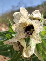 Attēlu rezultāti vaicājumam “Hyoscyamus niger”