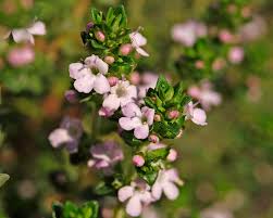 Image result for Thymus vulgaris