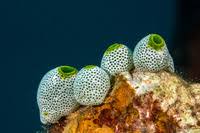 Attēlu rezultāti vaicājumam “Schistidium robustum”