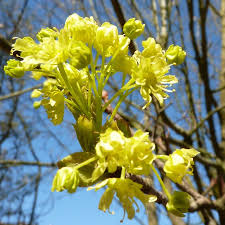 Attēlu rezultāti vaicājumam “Acer platanoides flower”