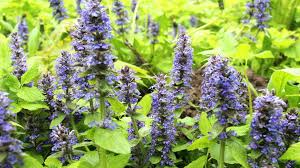 Attēlu rezultāti vaicājumam “Ajuga reptans flower”