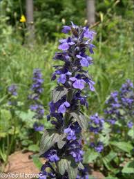 Attēlu rezultāti vaicājumam “Ajuga genevensis flower”