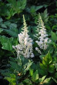 Attēlu rezultāti vaicājumam “Astilbe chinensis bud”