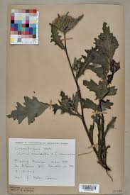 Attēlu rezultāti vaicājumam “Cirsium x rigens”