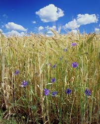 Image result for Secale cereale