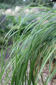 Attēlu rezultāti vaicājumam “Hierochloe odorata”