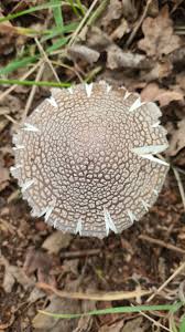 Attēlu rezultāti vaicājumam “Ochropsora ariae spores”