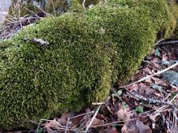 Attēlu rezultāti vaicājumam “Antitrichia curtipendula sporophyte”