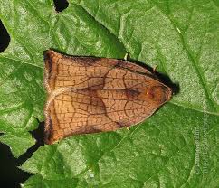 Attēlu rezultāti vaicājumam “Archips podana”