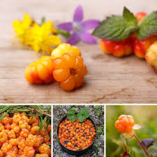 Attēlu rezultāti vaicājumam “Rubus chamaemorus fruit”