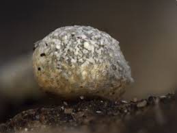 Attēlu rezultāti vaicājumam “Badhamia versicolor”