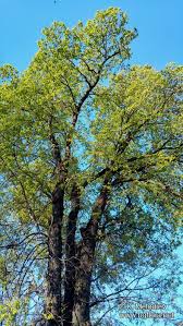 Attēlu rezultāti vaicājumam “Ulmus laevis”
