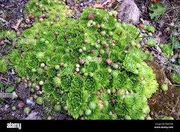 Attēlu rezultāti vaicājumam “Jovibarba globifera flower”