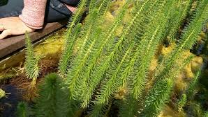 Attēlu rezultāti vaicājumam “Hippuris vulgaris leaf”