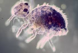 Attēlu rezultāti vaicājumam “Collembola”