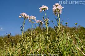 Attēlu rezultāti vaicājumam “Cardamine pratensis flower”