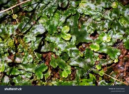 Attēlu rezultāti vaicājumam “Conocephalum”