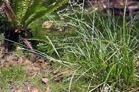 Attēlu rezultāti vaicājumam “Carex leporina”