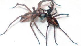 Attēlu rezultāti vaicājumam “Pisaura mirabilis”