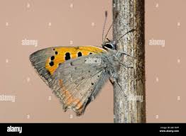 Attēlu rezultāti vaicājumam “Lycaena phlaeas underside”