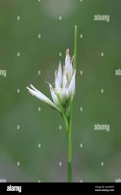 Attēlu rezultāti vaicājumam “Rhynchospora alba”