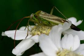 Attēlu rezultāti vaicājumam “Adelphocoris lineolatus imago”